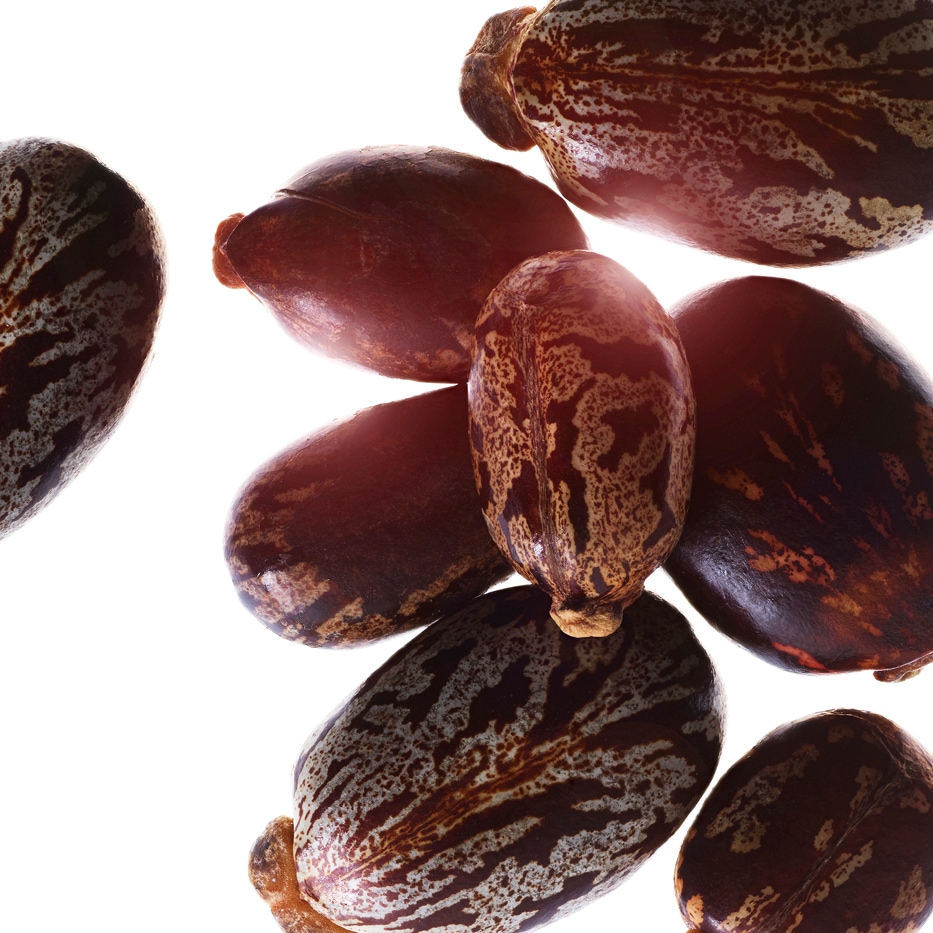 Castor Bean-Castor Oil ออร์แกนิก-Ricinus communis (castor) seed oil