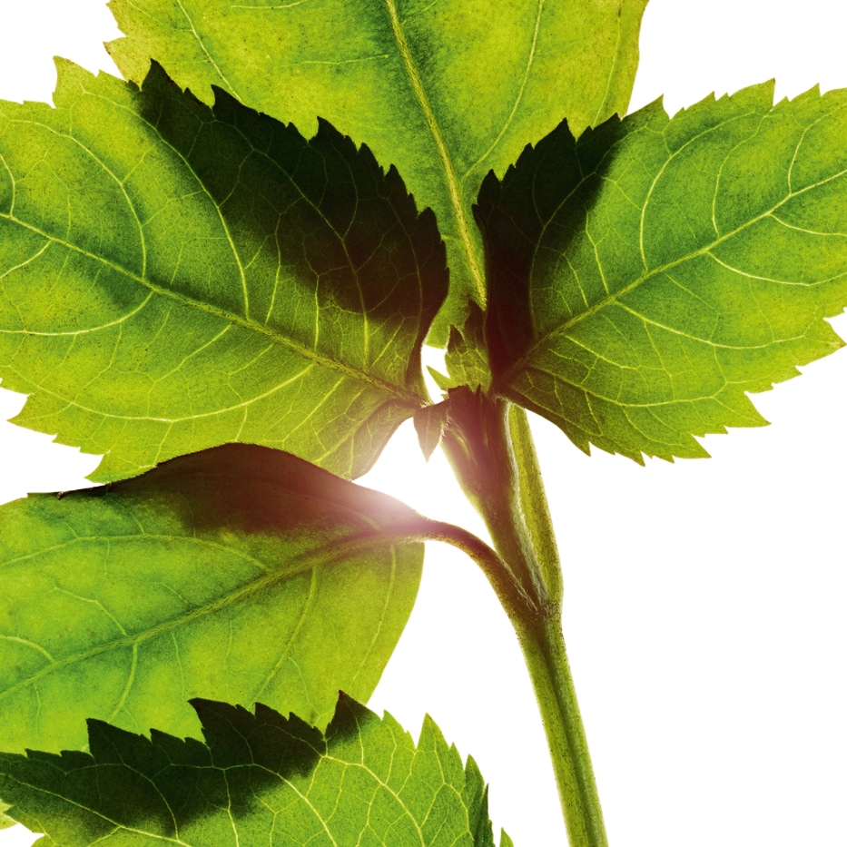 Patchouli-Patchouli Essential Oil-Pogostemon cablin oil