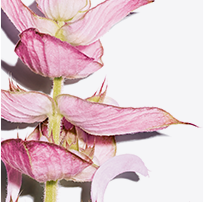 ส่วนผสม Clary Sage