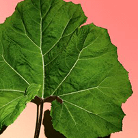 สารสกัด Petasites ออร์แกนิก