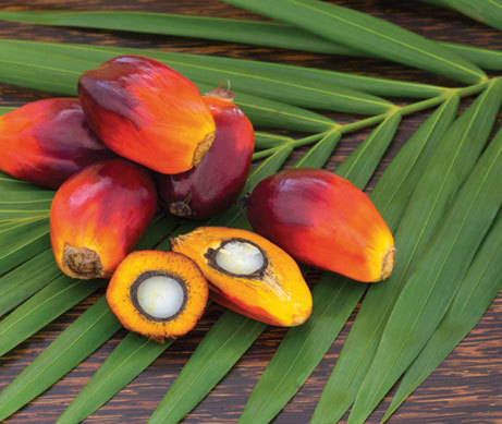 Palm oil