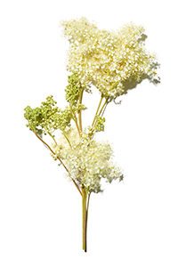 สารสกัด Meadowsweet