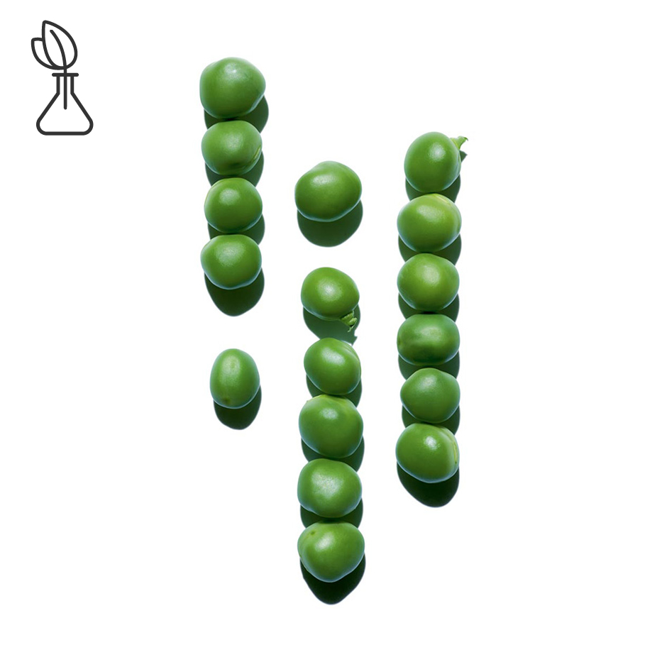 ถั่ว (Pea)-สารสกัด Pea-Pisum sativum (pea) extract