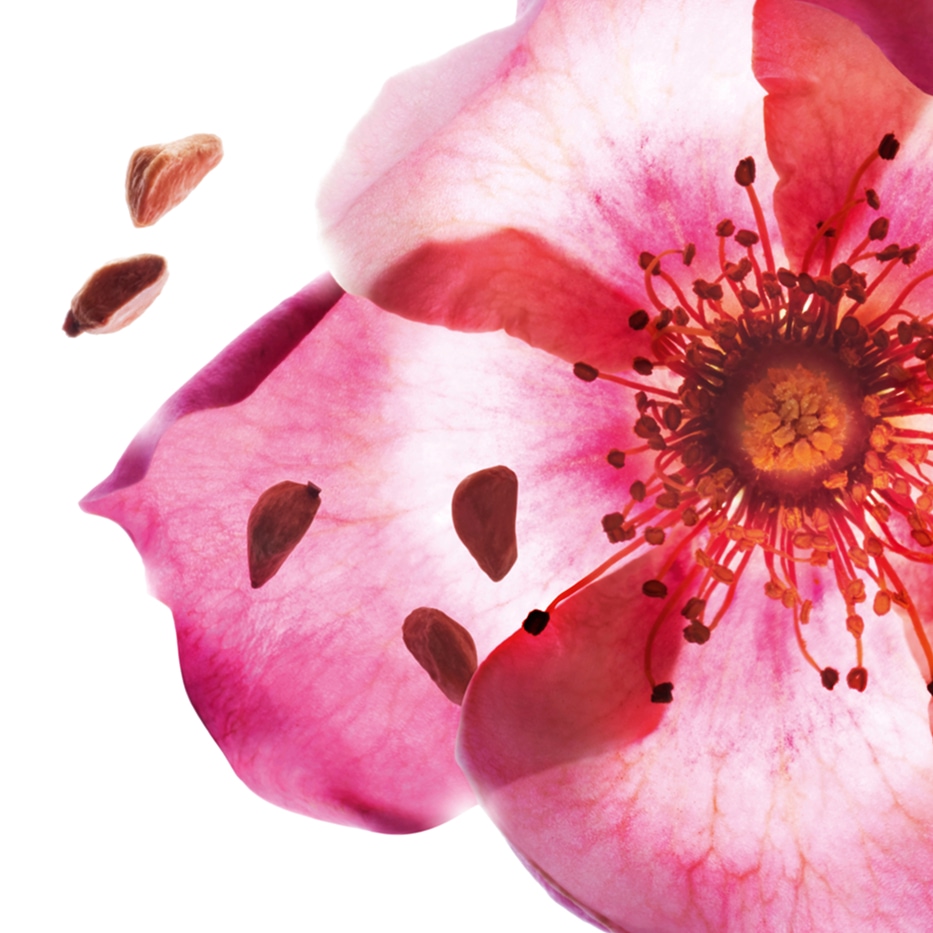 Sweetbriar-Sweetbriar Oil ออร์แกนิก-Rosa rubiginosa seed oil