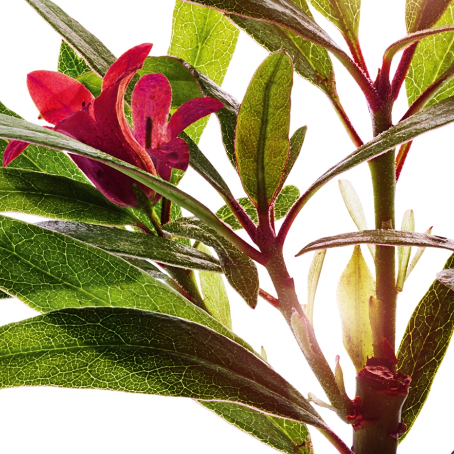 Alpenrose-สารสกัด Alpenrose-Rhododendron ferrugineum extract