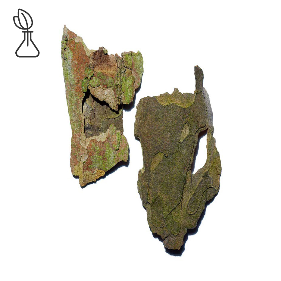 Plane tree-สารสกัด Plane Tree-Platanus occidentalis bark extract