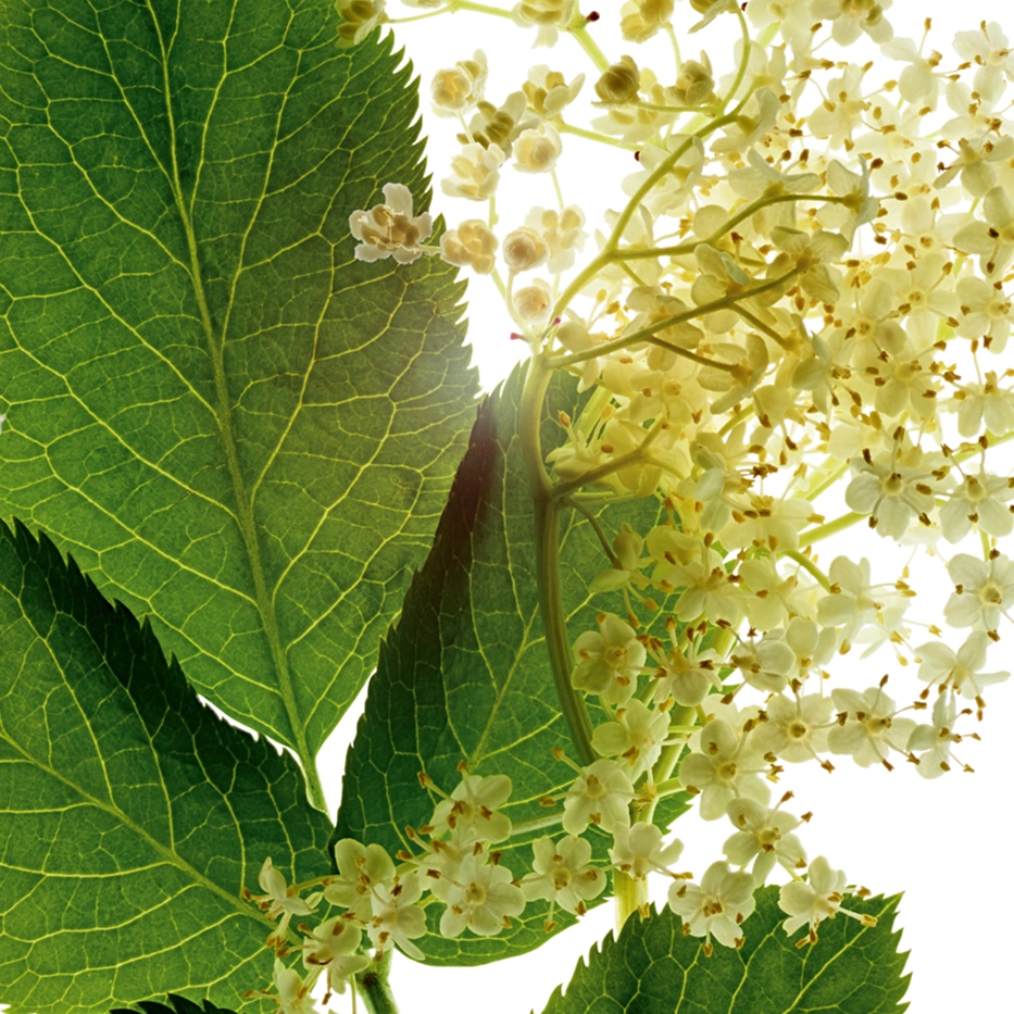 Elder-สารสกัด Elder ออร์แกนิก-Sambucus nigra flower extract