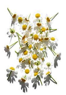 Roman chamomile