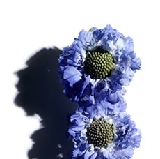 Scabious (Blue Button Flower)