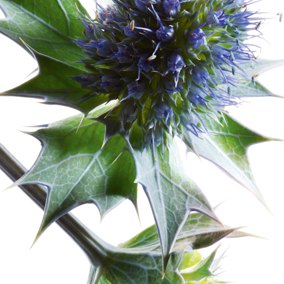 Sea Holly-สารสกัด Sea Holly ออร์แกนิก-Eryngium maritimum extract
