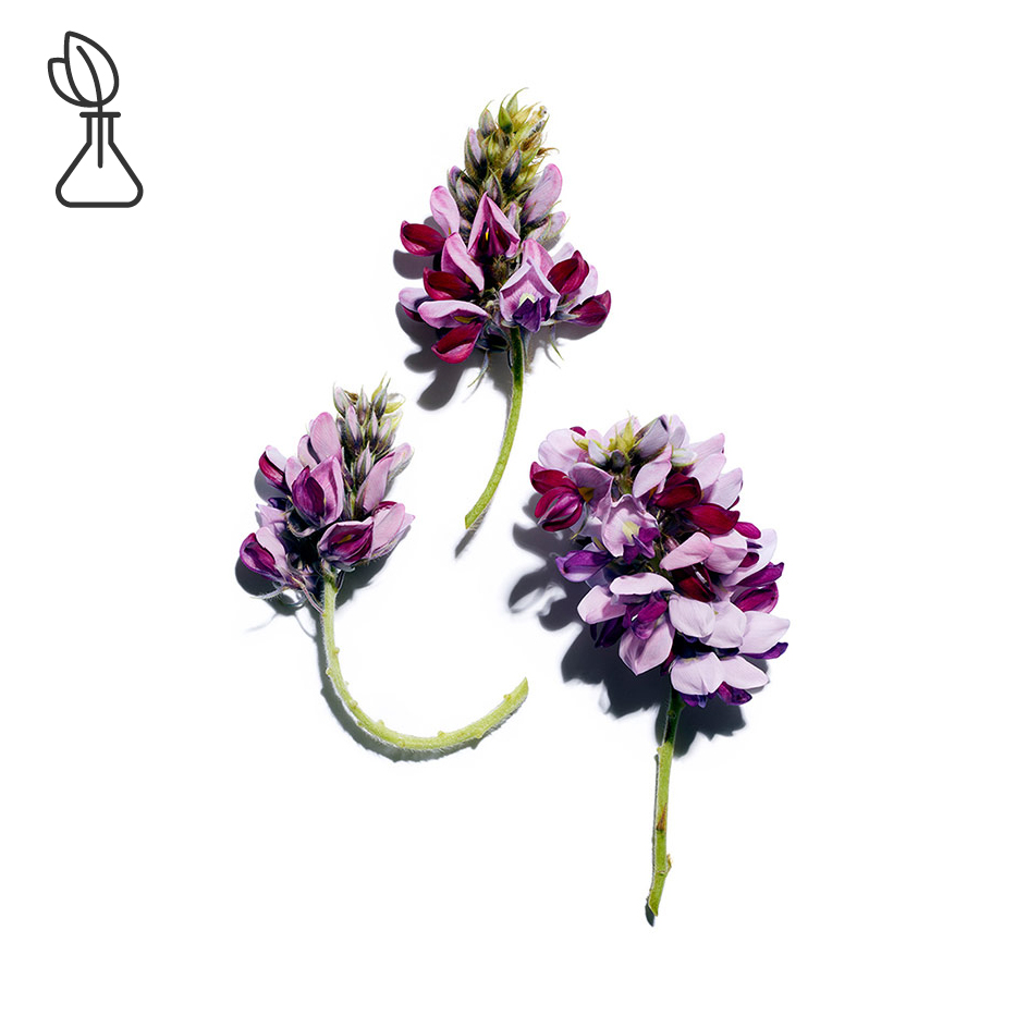 Pueraria Lobata-สารสกัด Pueraria Lobata-Pueraria lobata root extract