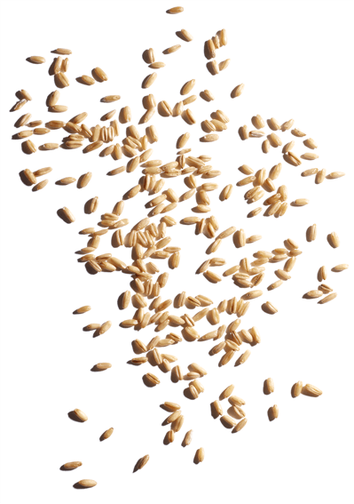 Oat Sugars ออร์แกนิก