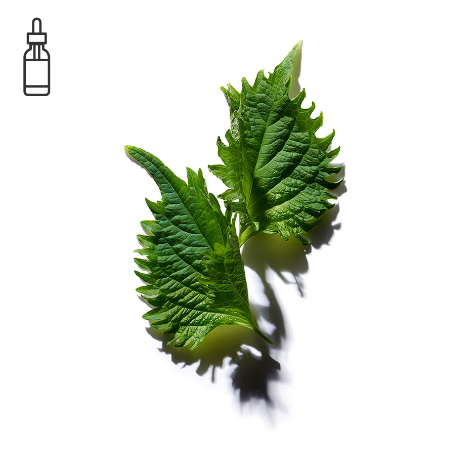 Perilla-Perilla Oil ออร์แกนิก-Perilla ocymoides seed oil