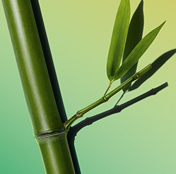 สารสกัด Bamboo
