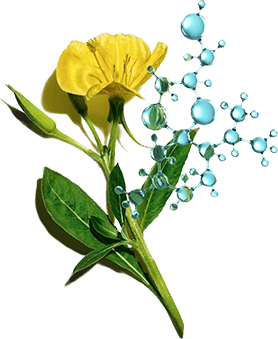 บูสต์ผิวด้วย Primrose