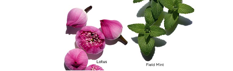 ภาพส่วนผสม Lotus, Chamomile และ Field Mint