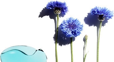 Cornflower