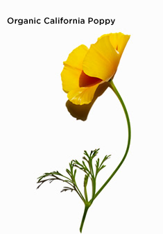 Organic California Poppy