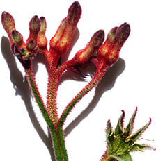 Kangaroo Flower