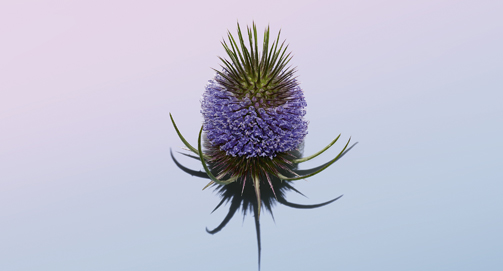 Wild teasel ช่วยลดเลือนสัญญาณเริ่มแรกของริ้วรอยได้อย่างไร?