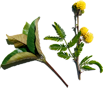 Harungana and Cassia flower