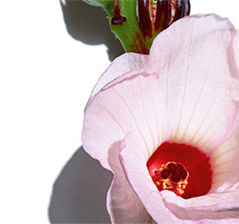 Hibiscus Sabdariffa