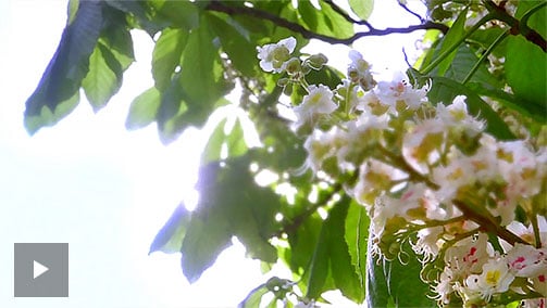 Quels extraits de plantes conjuguent leurs bénéfices en matière d’éclat ?